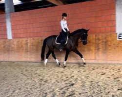 broodmare Diva Royal N (Hanoverian, 2015, from Dressage Royal)