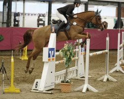 jumper Coulthard 15 (Oldenburg show jumper, 2009, from Carenzo)