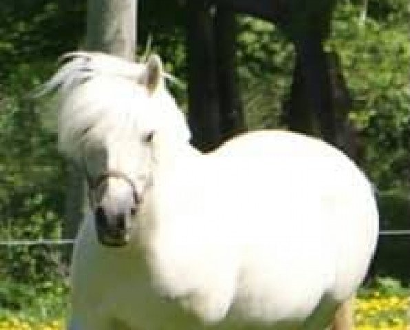 broodmare Bindernæs Guld-Rose (Fjord Horse, 2006, from Højgaards Bacardi)