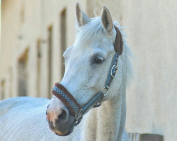 broodmare Charlene (Hanoverian, 1998, from Condor M)