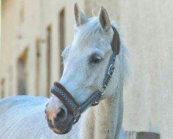 broodmare Charlene (Hanoverian, 1998, from Condor M)