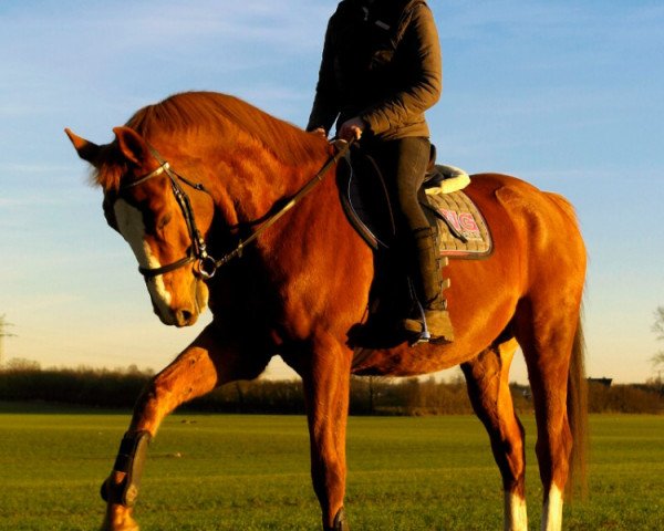 horse Schiaperelli (Oldenburg, 2006, from Spaceball)