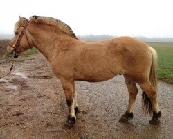 horse Vivaldi de Minecourt (Fjord Horse, 2009, from Hugo du Val d'Or)