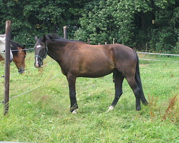 horse Shaggy 17 (Hanoverian, 2001)