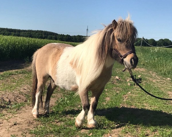 dressage horse just a Dream (Shetland pony (under 87 cm), 2018)