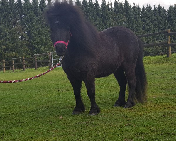 horse Glamour Girl (Shetland pony (under 87 cm),  )