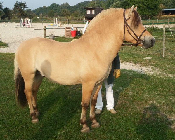 stallion Fergus de Pam (Fjord Horse, 2015, from Quentin d'Ober)