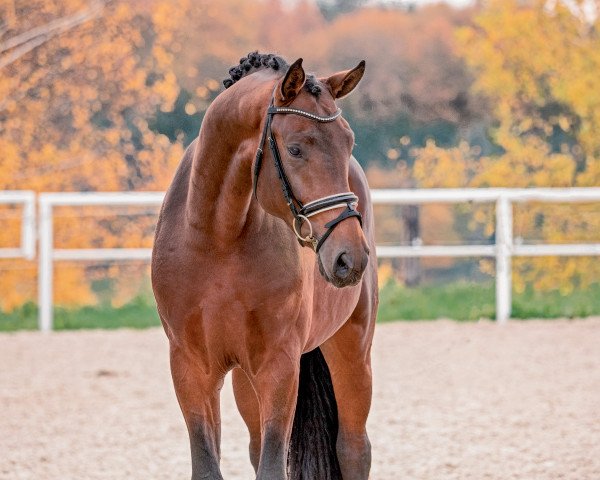 stallion Bailador (Hanoverian, 2016, from Callaho's Benicio)