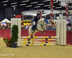 dressage horse Identical van de Beekerheide (Dutch Pony, 2006, from Icoon)