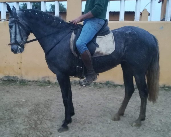 Pferd JOYERITA (Pura Raza Espanola (PRE),  )