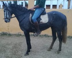 horse Joyerita (Pura Raza Espanola (PRE),  )