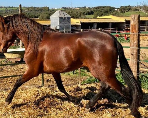 stallion Favorito CXCIX (Pura Raza Espanola (PRE), 2015, from Bailaro AM)