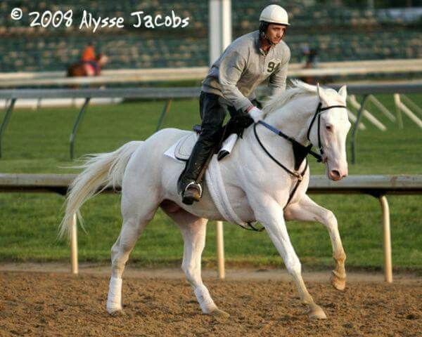 stallion Patchen Prince xx (Thoroughbred, 2005, from Pioneering xx)