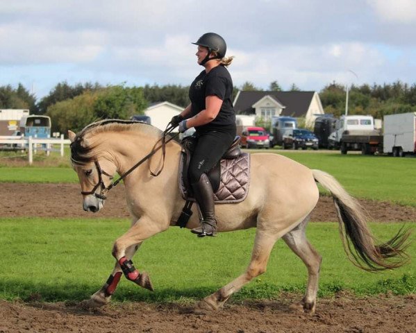 Pferd Albrekts Leonora (Fjordpferd, 2015, von Finfin N.2601)