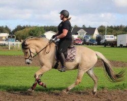 horse Albrekts Leonora (Fjord Horse, 2015, from Finfin N.2601)