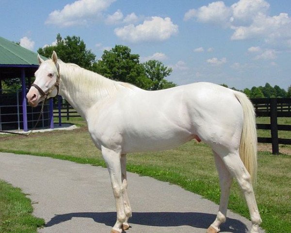 stallion The White Fox xx (Thoroughbred, 2002, from Pioneering xx)