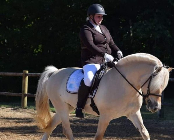 broodmare Tjørnegårdens Isadora (Fjord Horse, 2008, from Citrus Klattrup)