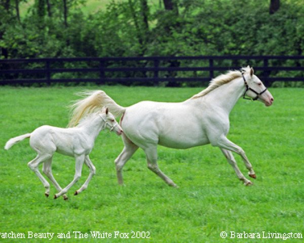 broodmare Patchen Beauty xx (Thoroughbred, 1995, from Hatchet Man xx)