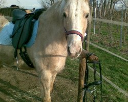 broodmare Flashy Diamond (German Riding Pony, 1995, from Madison)