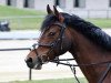 broodmare Pia-Lou 2 (German Riding Pony, 2005, from Principal Boy)