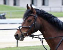 broodmare Pia-Lou 2 (German Riding Pony, 2005, from Principal Boy)