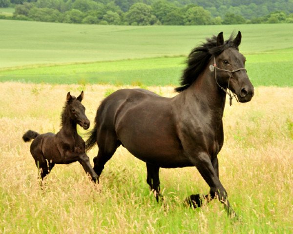 dressage horse Isabella (Murgese, 2017, from Shavalou)