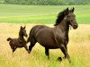 dressage horse Isabella (Murgese, 2017, from Shavalou)