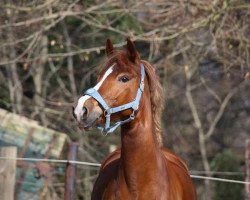 dressage horse Rosenhof Nala (German Riding Pony, 2009, from Noir de Luxe)