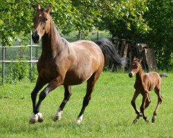 broodmare Reyka J (Westphalian, 1990, from Raritaet)