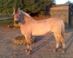 Pferd Osborne von der Spechbacherhöhe (Fjordpferd, 1987, von Olger F 114)