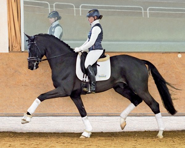 dressage horse Bohemian (Oldenburg, 2016, from Bon Coeur)