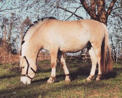 dressage horse Karl (Fjord Horse, 2018, from Kelvin)