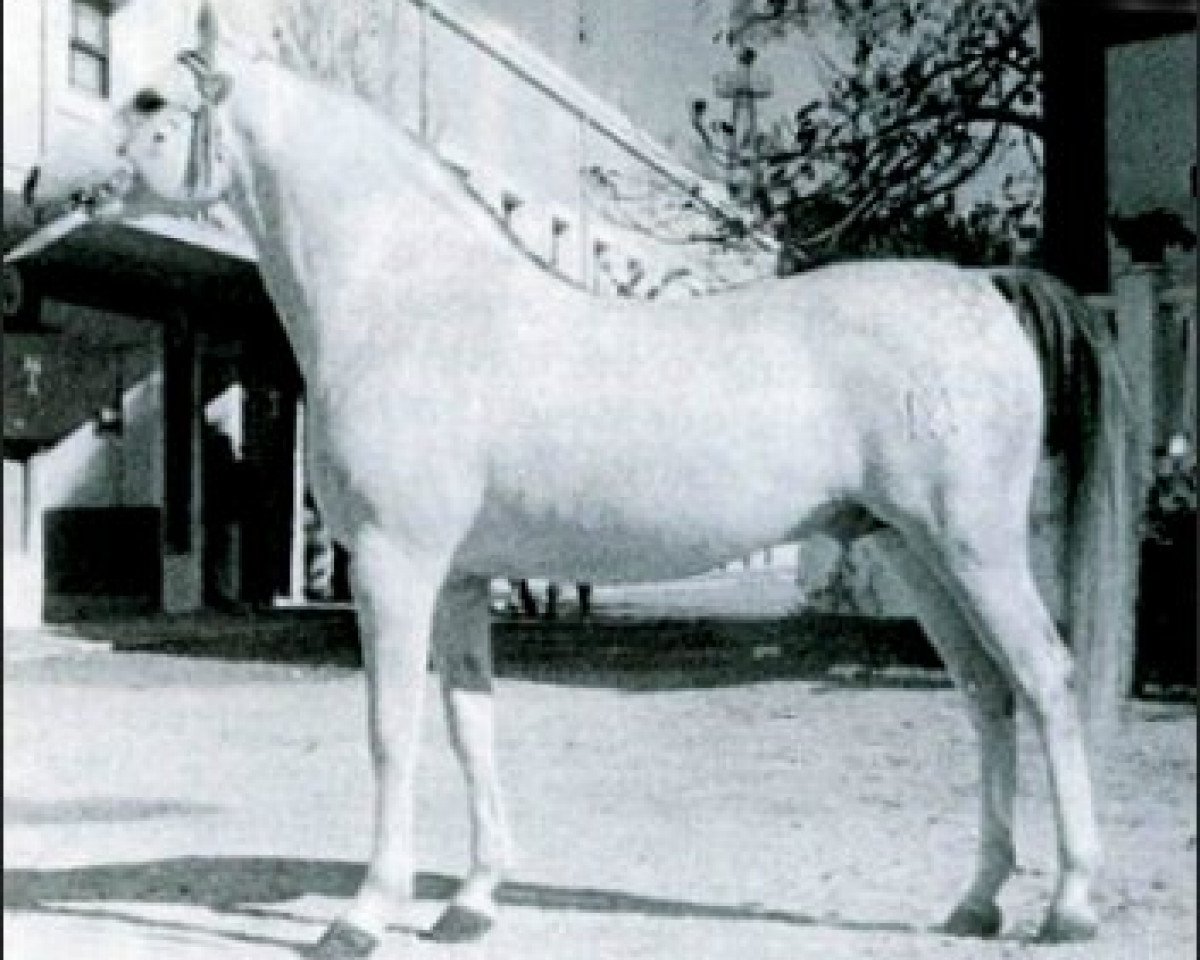 Deckhengst Uzacur ox (Vollblutaraber, 1956, von Maquillo ox)