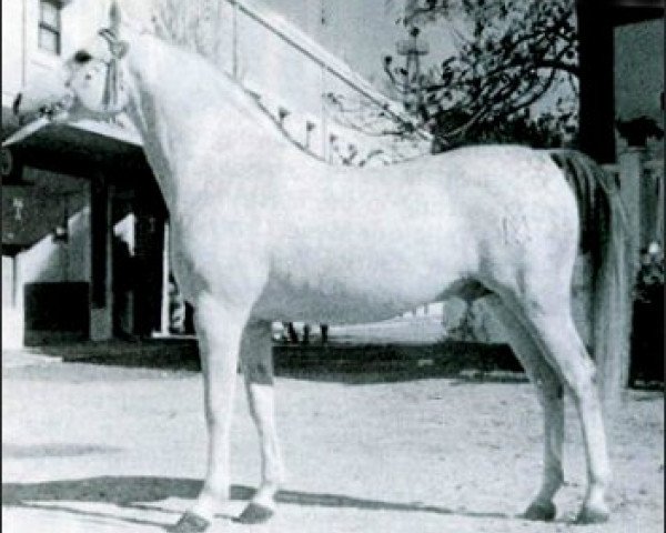 stallion Uzacur ox (Arabian thoroughbred, 1956, from Maquillo ox)