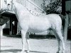 stallion Uzacur ox (Arabian thoroughbred, 1956, from Maquillo ox)