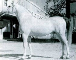 Deckhengst Uzacur ox (Vollblutaraber, 1956, von Maquillo ox)