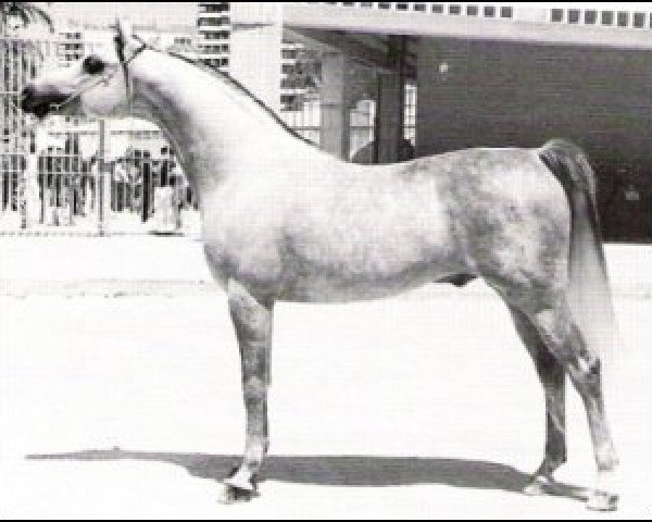 Deckhengst Thamil ox (Vollblutaraber,  , von El Namib ox)