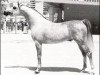stallion Thamil ox (Arabian thoroughbred,  , from El Namib ox)