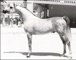 stallion Thamil ox (Arabian thoroughbred,  , from El Namib ox)