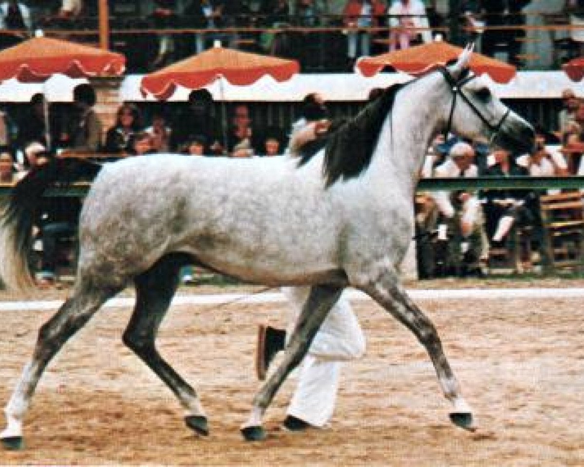 Zuchtstute Hezina ox (Vollblutaraber, 1973, von Jacio 1968 ox)