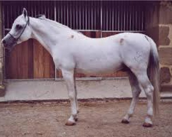 stallion El Namib ox (Arabian thoroughbred,  , from Galero ox)
