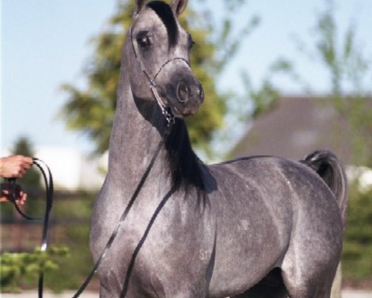 stallion Redwood Lodge Essine ox (Arabian purebred, 1998, from GG Magnetism ox)