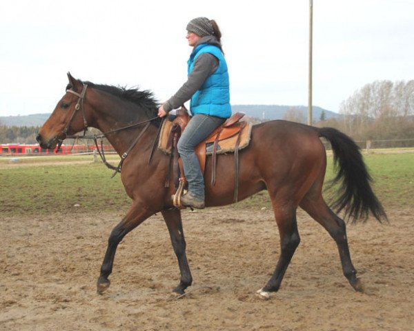 Pferd Salman (Vollblutaraber, 2011, von Dormane 1984 ox)