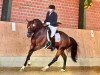 dressage horse Chef Von Hickingen (Westphalian, 2010, from Chico's Boy)