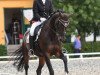 dressage horse Chianti (German Sport Horse, 2009, from Contract)