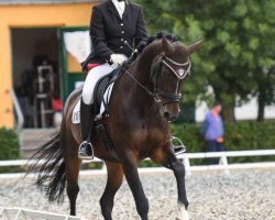 dressage horse Chianti (German Sport Horse, 2009, from Contract)