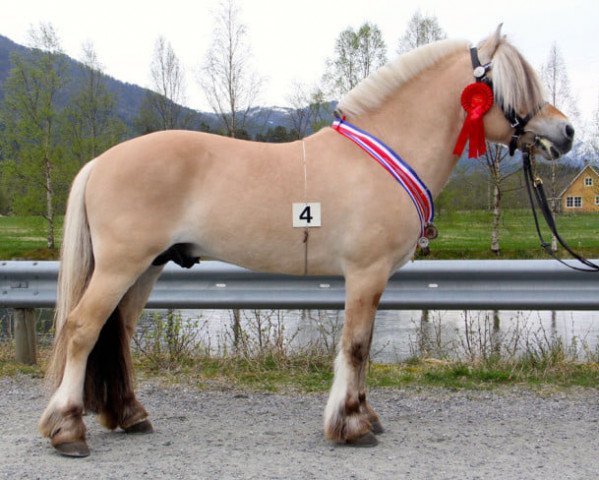stallion Fjell Finn (Fjord Horse, 2011, from Kuling N.2543)