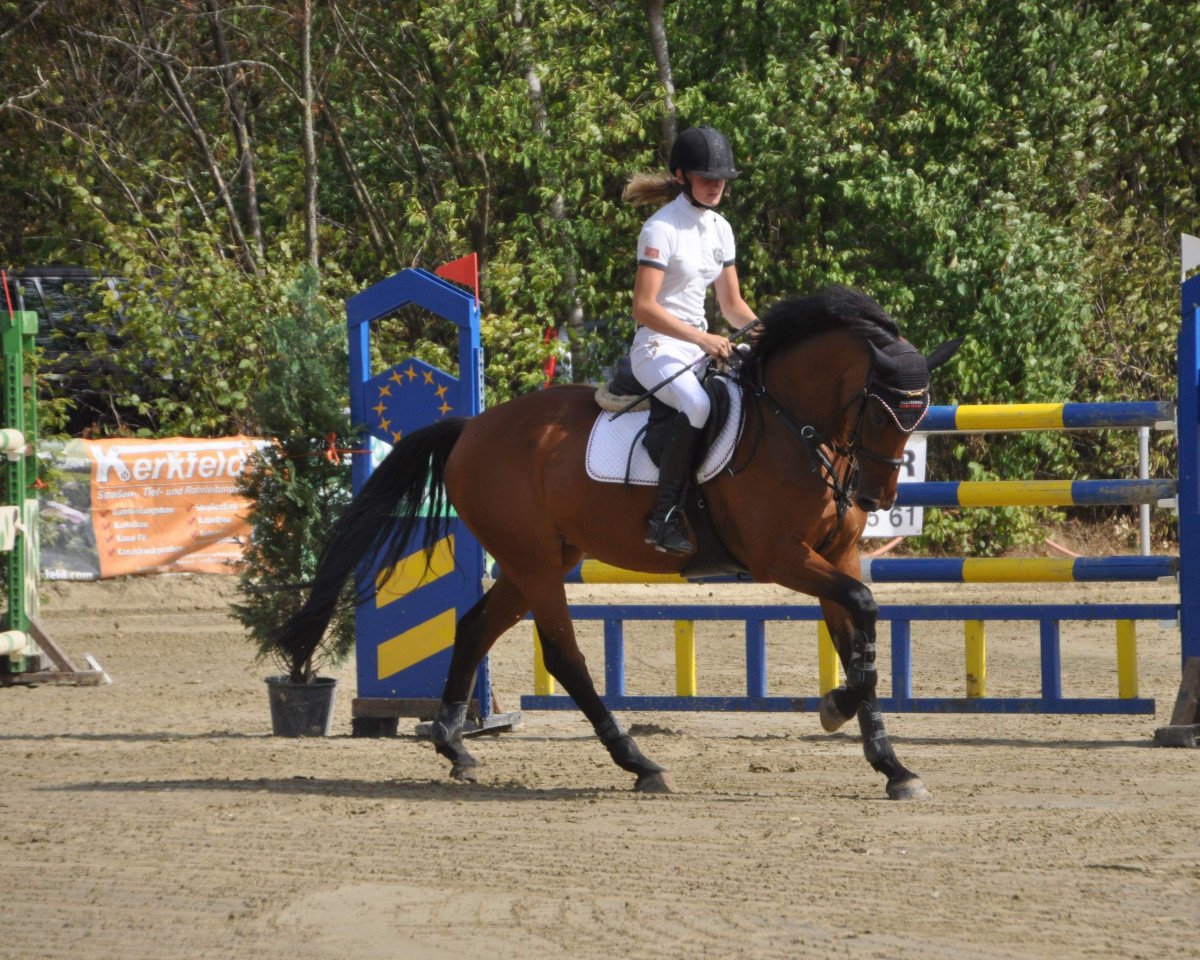 Springpferd Whisky O (Westfale, 2011, von Wizzerd WV)