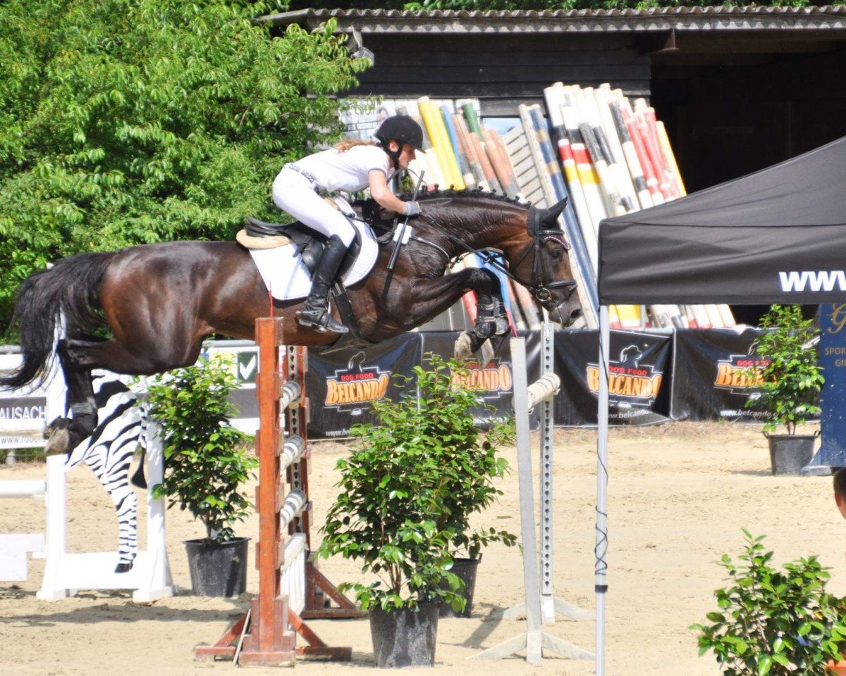 stallion Alvados 2 (Holsteiner, 2008, from Acolord)