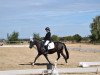 dressage horse Mavasco (Rhinelander, 2009, from Mariano)